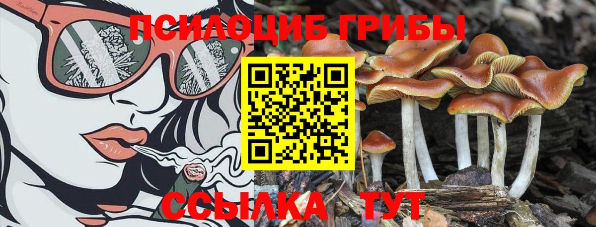 где продают наркотики  Псилоцибиновые грибы GOLDEN TEACHER  Вход с VPN  Галлюциногенные грибы Magic Shrooms  Кизляр 